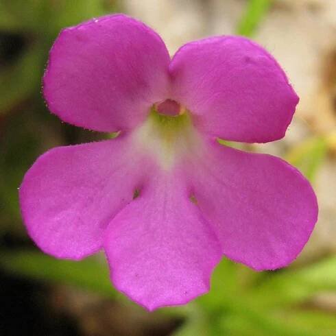 Tučnice mexická - Pinguicula moctezumae - prodej semen - 13 ks - ukončený