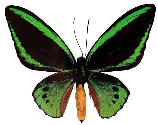 zelený motýl na bílém pozadí - ornithoptera euphorion - stock snímky, obrázky a fotky