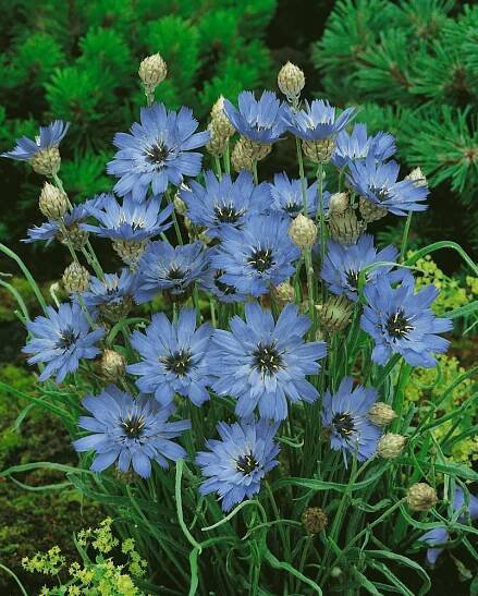 Catananche caerulea , Katananka modravá , K9