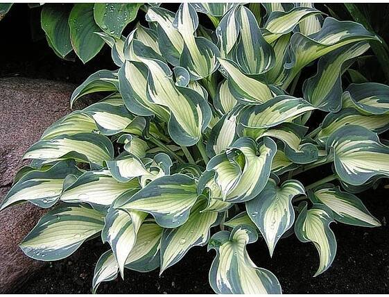Hosta TEACHERS PRIDE - bohyška, funkie - Lukon Glads s.r.o.