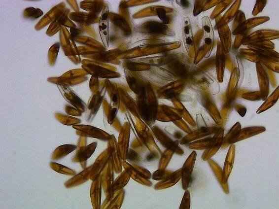 automixis