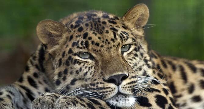 Národní park Země leoparda