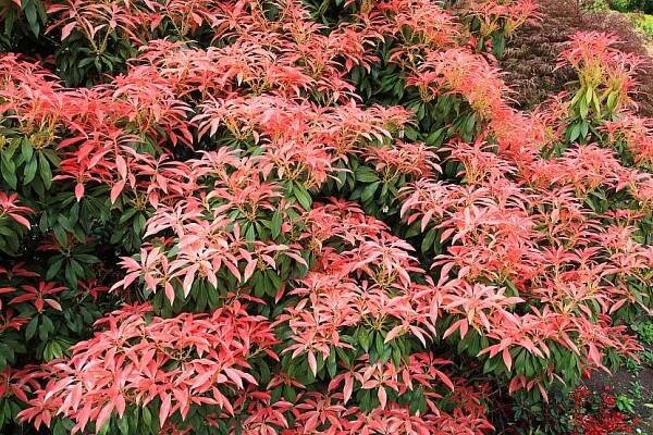 Pieris – keř, který vás uchvátí krásou svých listů i květů