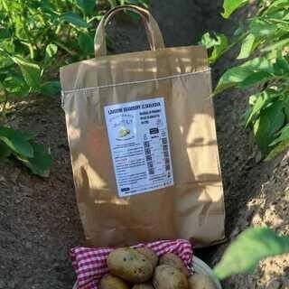 Scuk.cz Brambory Agria - typ BC, min. 3 kg