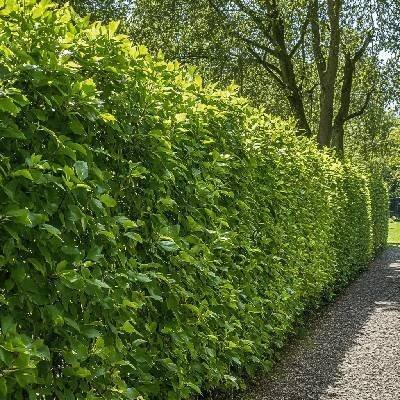 Habr obecný (Carpinus betulus) – opadavý rychlerostoucí strom pro živé ploty a solitérní výsadbu