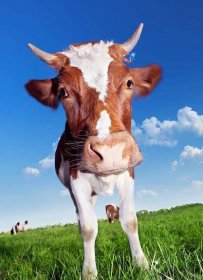 Farm Animal Brown Cow Wallpaper