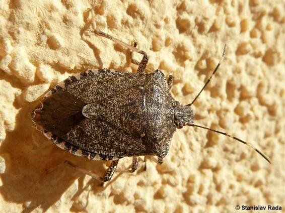 Halyomorpha halys - kněžice mramorovaná | Pentatomidae - kněžicovití | Natura Bohemica
