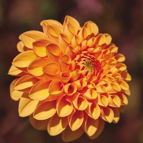 Jiřinka Sylvia - Dahlia - prodej cibulovin - 1 ks