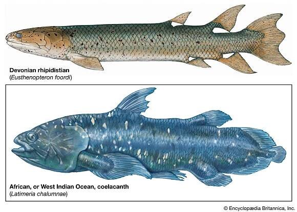 Coelacanth | Description, Habitat, Discovery, & Facts | Britannica