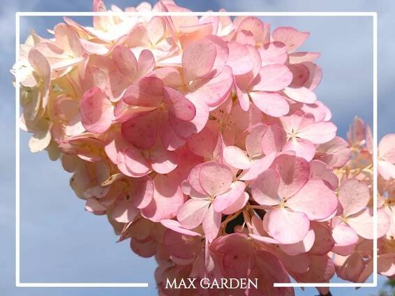 Hortenzia metlinatá - Hydrangea paniculata 'Vanille Fraise'