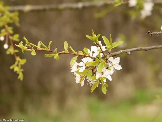 Prunus spinosa – trnka obecná, trnka