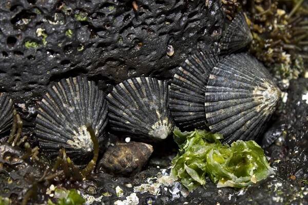 Holomua Marine Initiative | Holomua Advisory Network