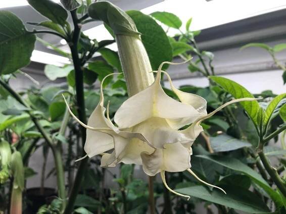 CHARLESTON | Brugmansia
