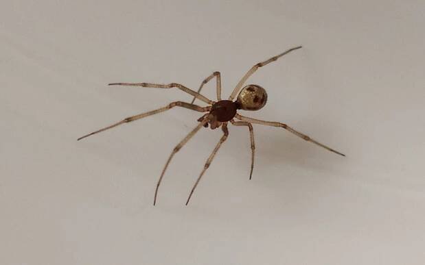 Snovačka půdní (Steatoda triangulosa)