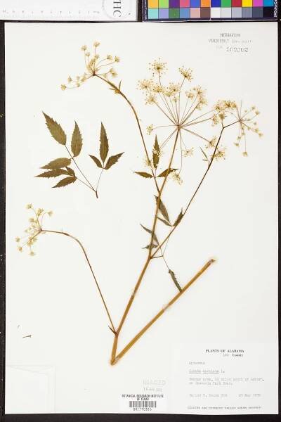 Cicuta maculata - Species Page - APA: Alabama Plant Atlas 