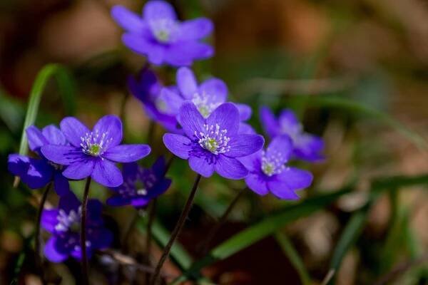 Květ Játrovka Hepatica - Fotografie zdarma na Pixabay