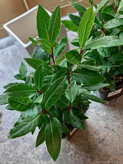 Vavřín vznešený (Laurus nobilis)