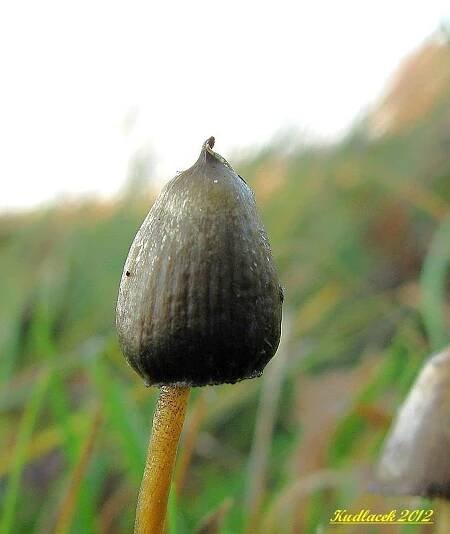 Lysohlávka kopinatá (Psilocybe semilanceata) - Atlas hub - naHoubach.cz