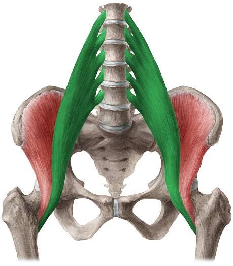 What Muscles Does Horseback Riding Use - Specifically Dressage Riders