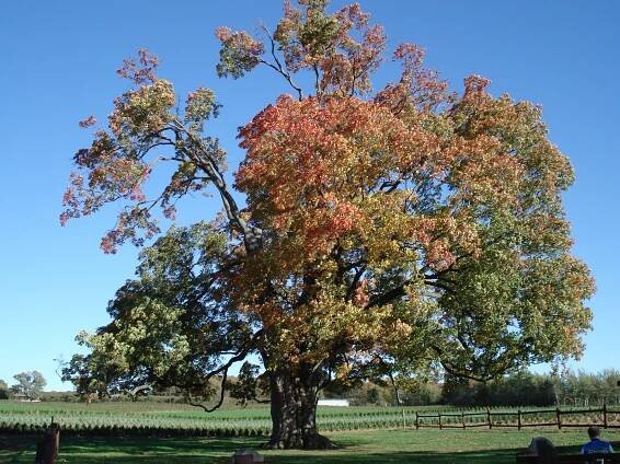 Acer saccharum