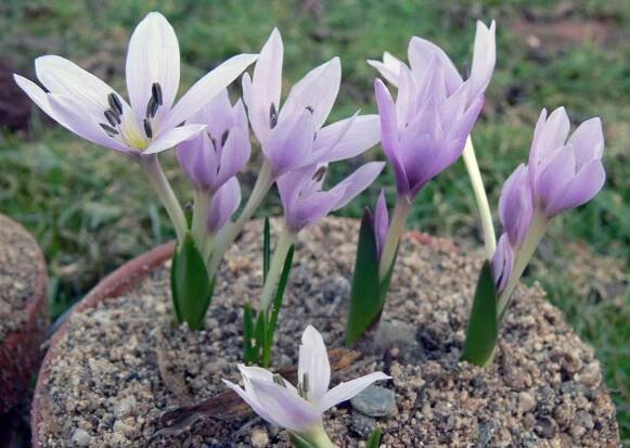 ocúny Colchicum szowitsii