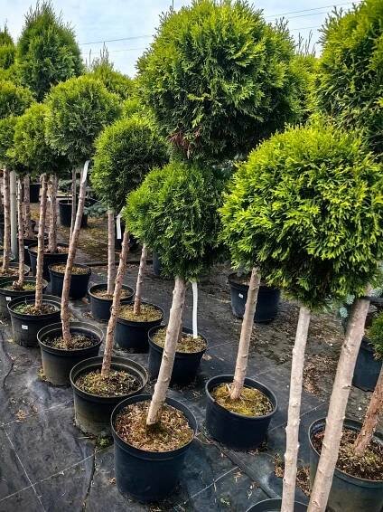 Thuja ocidentalis Zerav západní tvarovaný SMARAGD s vícestříhanými kuličkami Druh rostliny zerav