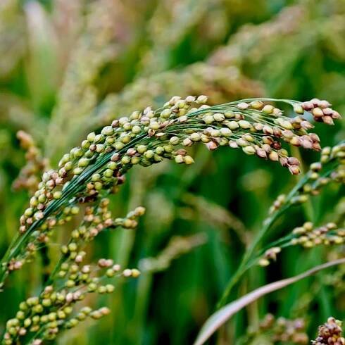 Garden Cover Crop Mix