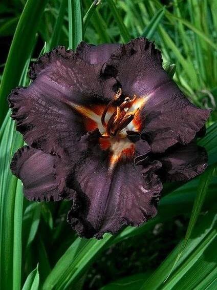 LONGFIELDS BLACK MAGIC