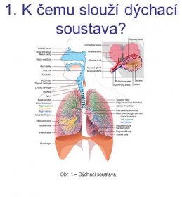 Obr. 1 – Dýchací soustava.