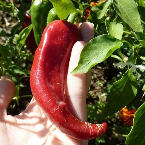 Paprika koreninová sladká Kalocsai