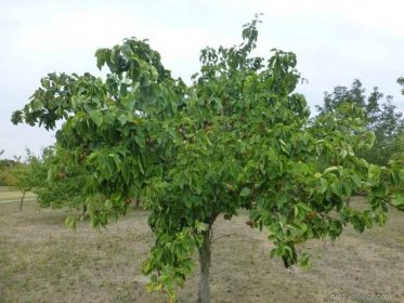 Hrušen písečná Sin Su - habitus s plody (Pyrus pyrifolia)