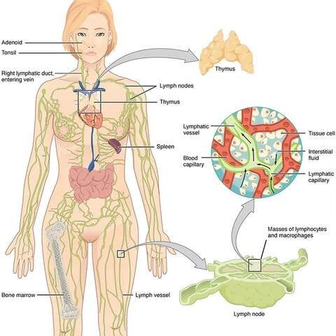 Ceoerty™ Lymphatic Cleanse detoxikační polštářky na nohy