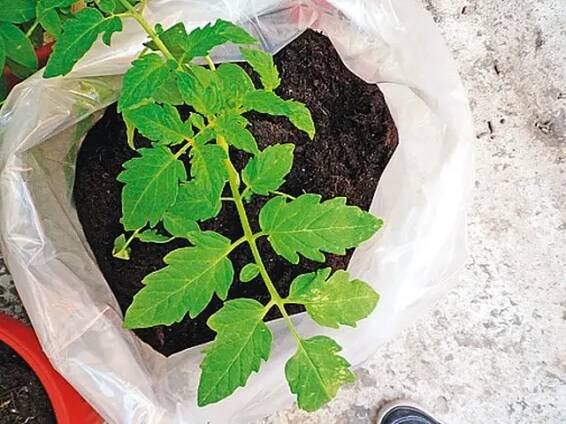 Rajče vysazené v plastovém pytli