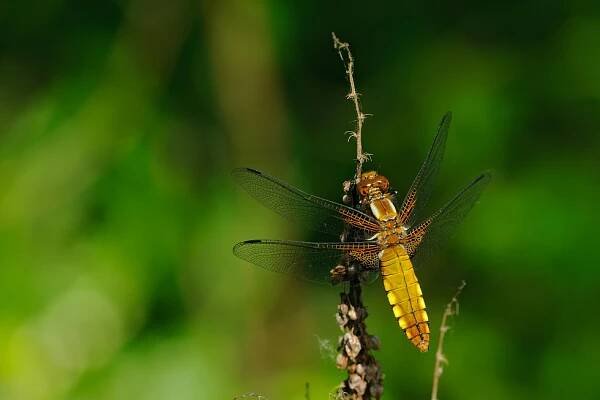 	A0825	 Vážka ploská (Libellula depressa)