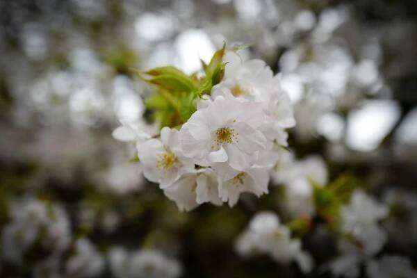 Momiji and Sakura – Travel & photo