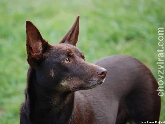 Australská kelpie