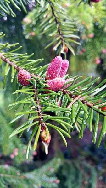 Zapfen (Botanik)