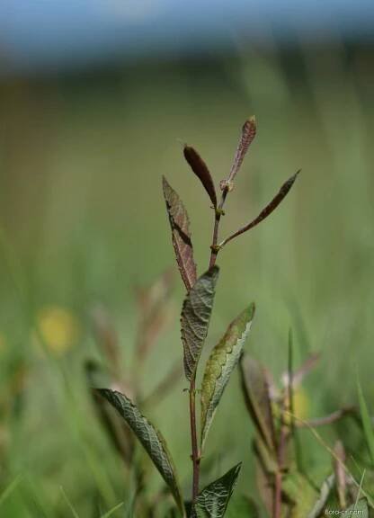 Vrba ušatá (Salix aurita)