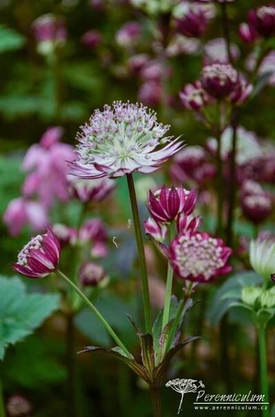 Astrantia major 'Star of Passion' | Perenniculum