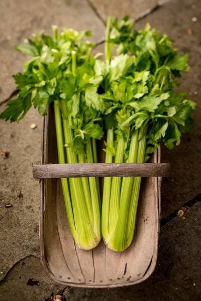Celery juice is the latest wellness trend: Is it one you should follow? - Good Morning America