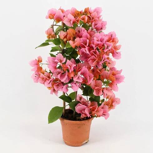 Bugenvilea (Bougainvillea), různé barvy, výška cca 55 cm, pr. kv. cca 17 cm