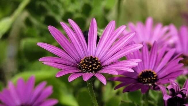 Osteospermum: Pěstování kapské kopretiny