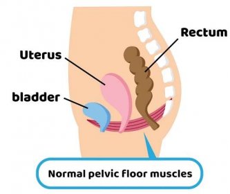 Fyziológia panvového dna voči panvovým orgánom. Uterus (maternica), Bladder (močový mechúr), Rectum (konečník). Zdroj foto: Getty Images
