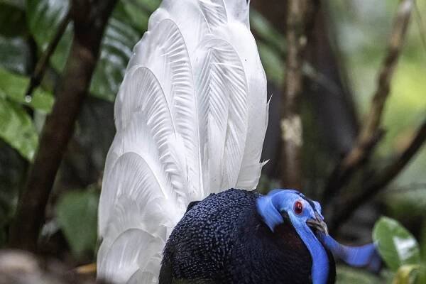 Birding in Borneo With A Specialist Guide For 16D15N
