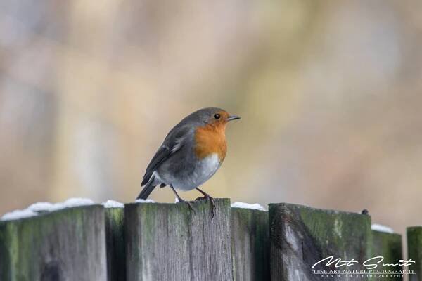 Red_Robin – Natuurfotografie | MTSMIT | Fine Art Nature Photography