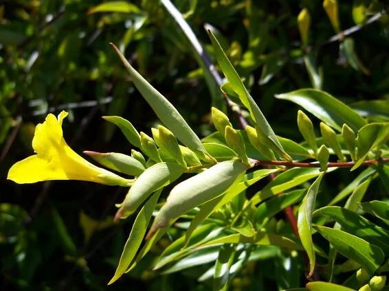 Gelsemiaceae