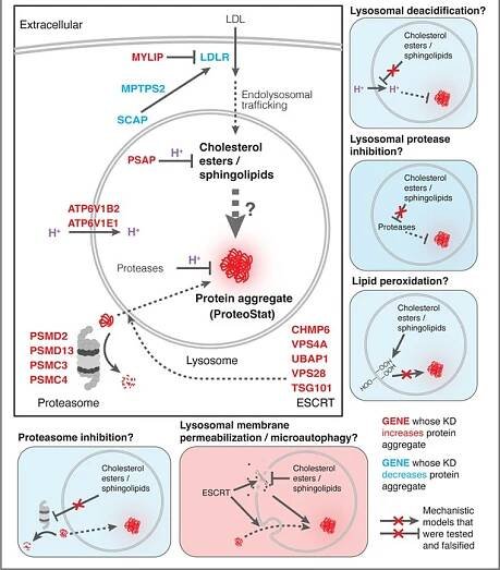 Impairment of lipid homeostasis causes lysosomal accumulation of endogenous protein aggregates through ESCRT disruption