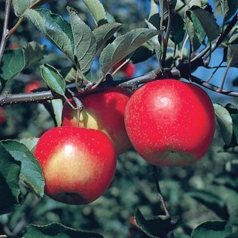 Jonagold Apple Tree