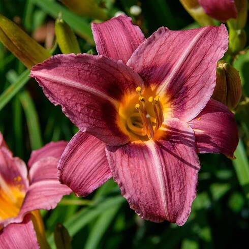 Hemerocallis 'Shari Harrison' (Daylily)