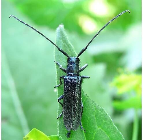 Agapanthia intermedia
